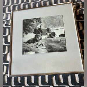 Totally Wacky Framed Print of a Woman Brushing a Lion